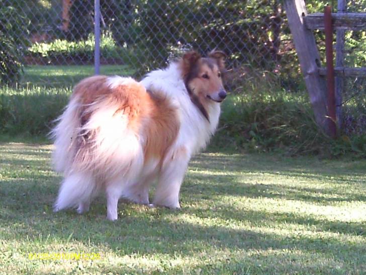 Lassie - Colley à Poil Long (11 ans)