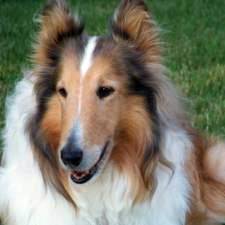 my pretty collie - Colley à Poil Long (2 ans)