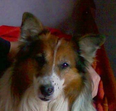 Rox - Colley à Poil Long Mâle (11 ans)