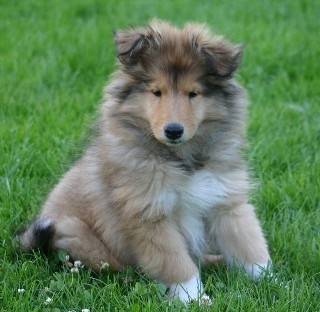 Luna - Colley à Poil Long (2 mois)