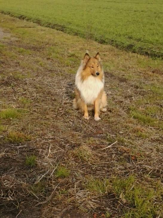 Sammy - Colley à Poil Long Mâle (3 ans)