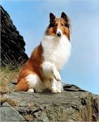 Lassie - Colley à Poil Long (4 ans)