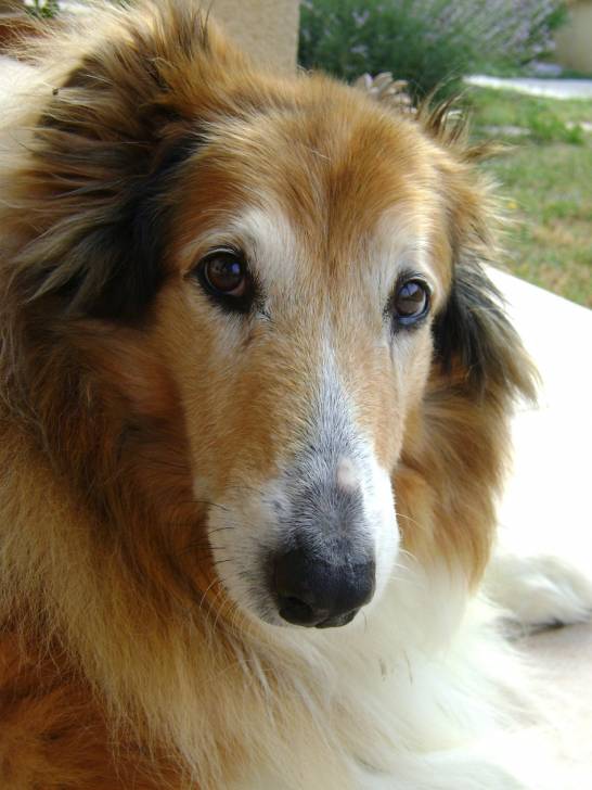 Hommage à Laïka - Colley à Poil Long (13 ans)