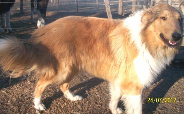 colie - Colley à Poil Long Mâle (8 ans)