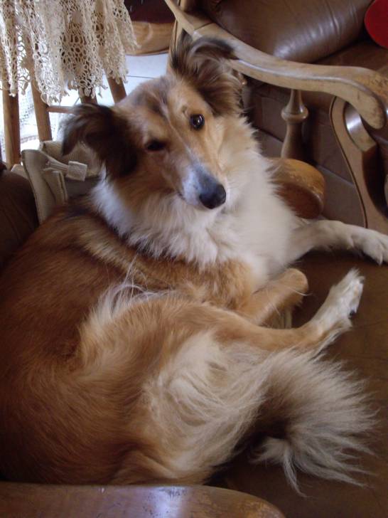 nala - Colley à Poil Long (8 ans)