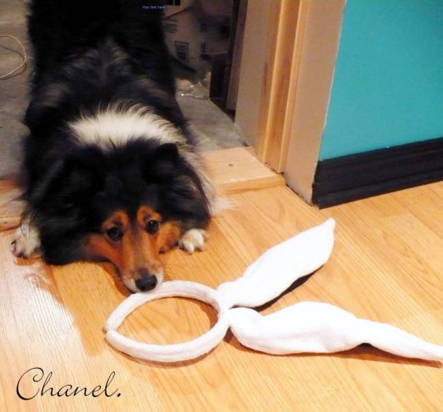 Chanel - Colley à Poil Long (5 mois)