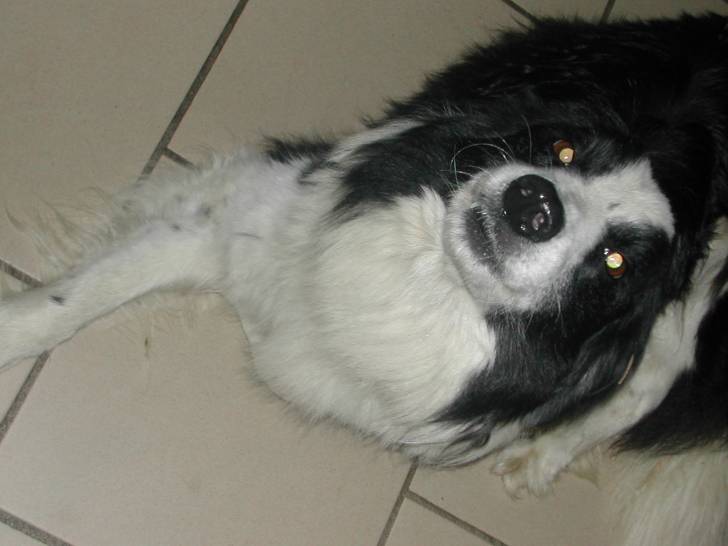 roxanne - Colley à Poil Long (9 ans)