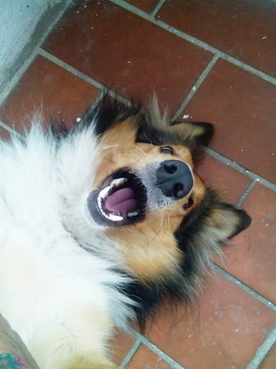 Toby - Colley à Poil Long Mâle (2 ans)