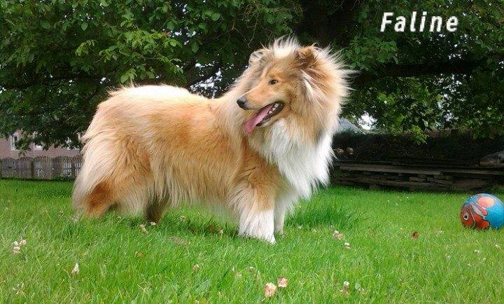Faline - Colley à Poil Long (3 ans)