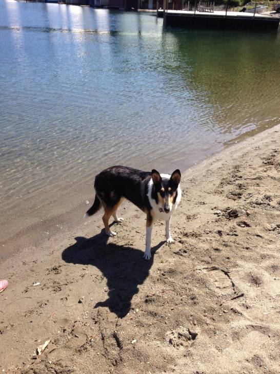 Delilah - Colley à Poil Long (4 ans)