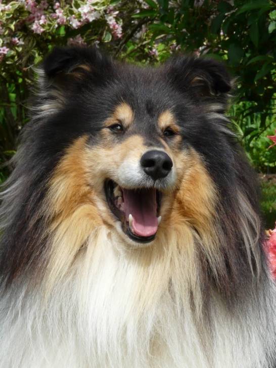 Baloo - Colley à Poil Long Mâle (5 ans)