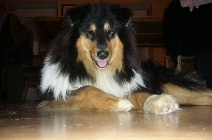 ERAGON OF LOVELY COLLIES - Colley à Poil Long Mâle (1 an)