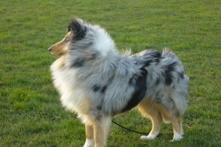 DEBY-BLUE THE WIND CHARMS - Colley à Poil Long (2 ans)