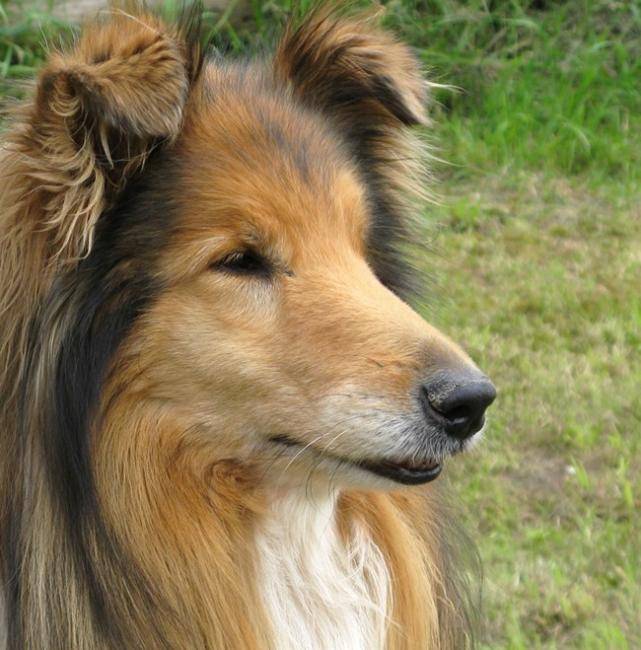 Photo de Colley : Otton 10 ans - Colley à Poil Long (10 ans)