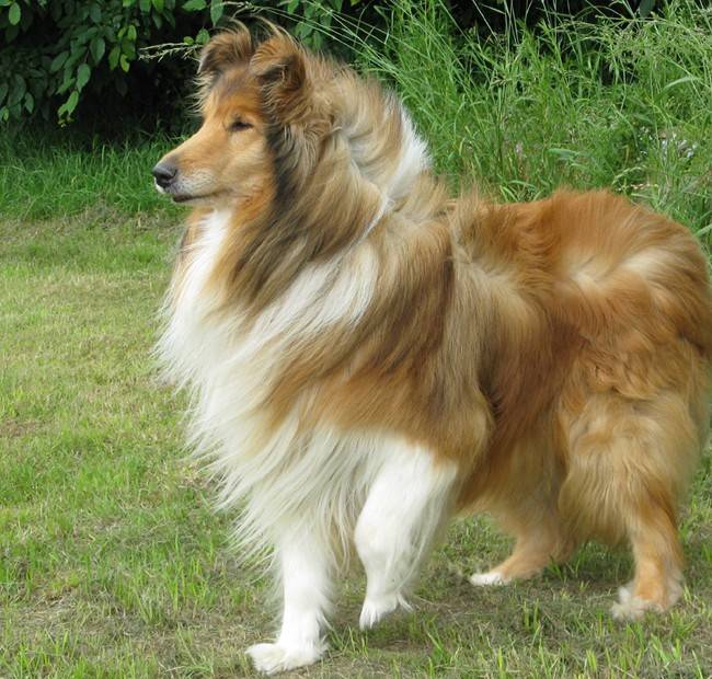 Photo de Colley : Otton 10 ans - Colley à Poil Long (10 ans)