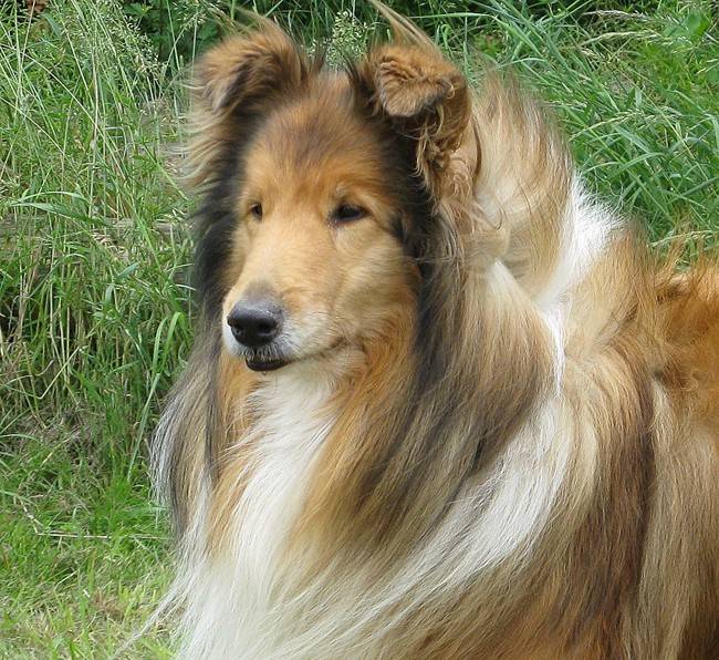 Photo de Colley : Otton 10 ans - Colley à Poil Long (10 ans)