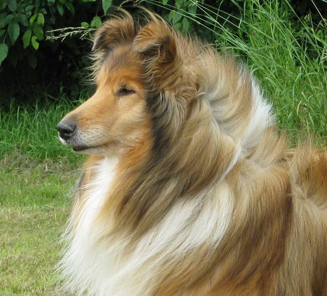 Photo de Colley : Otton 10 ans - Colley à Poil Long (10 ans)