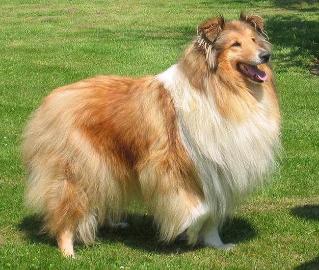 Photo de Colley : Star 5 ans - Colley à Poil Long (5 ans)