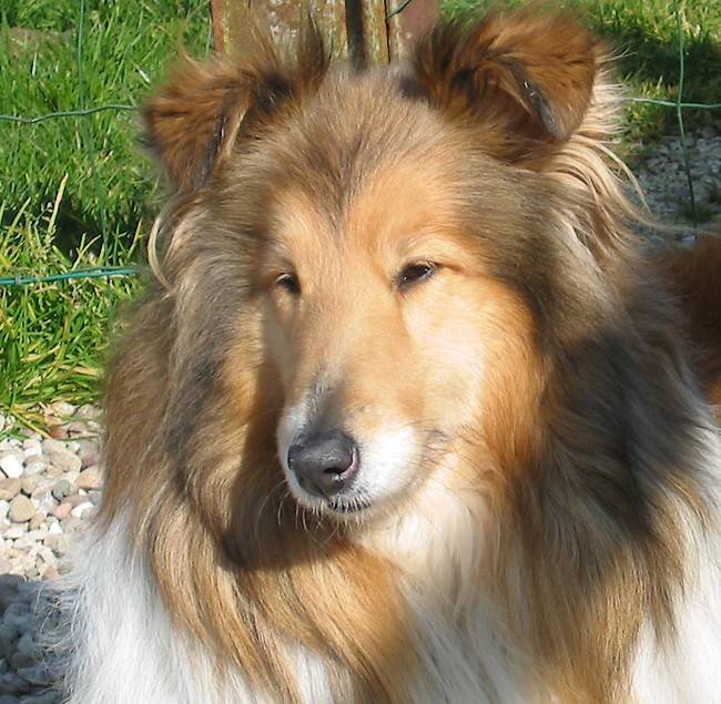 Photo de Colley : Star 5 ans 1/2 - Colley à Poil Long (5 ans et demi)