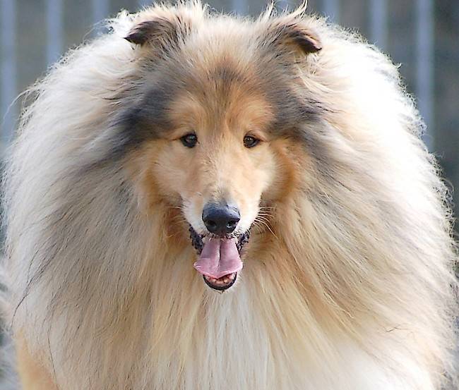 Photo de Colley : Unex 5 ans - Colley à Poil Long (5 ans)