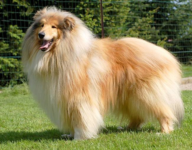 Photo de Colley : Unex 5 ans - Colley à Poil Long (5 ans)