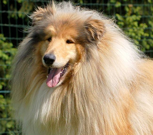 Photo de Colley : Unex 5 ans - Colley à Poil Long (5 ans)