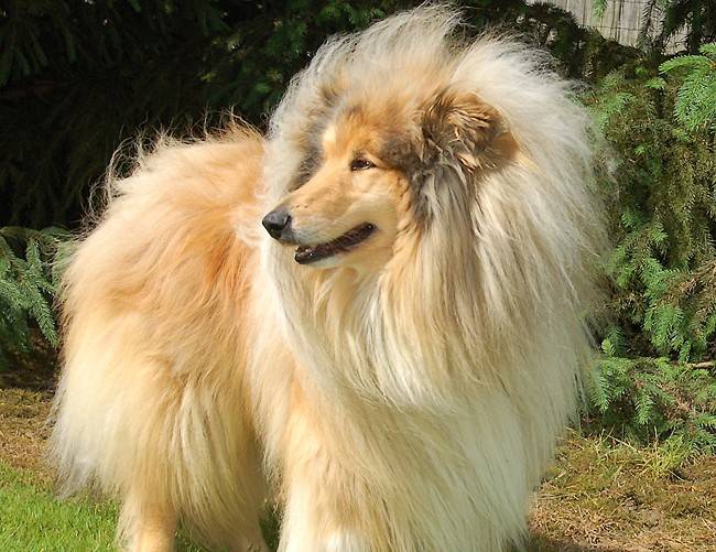 Photo de Colley : Unex 5 ans - Colley à Poil Long (5 ans)