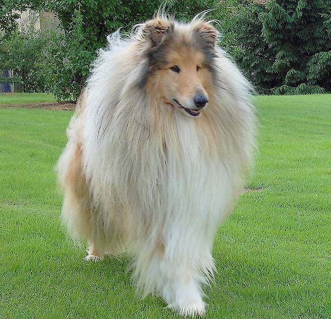 Photo de Colley : Unex 5 ans - Colley à Poil Long (5 ans)