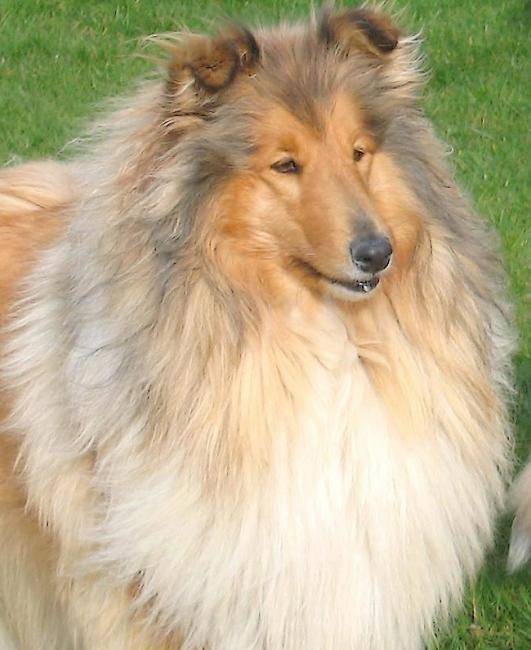Photo de Colley : Very Nice 3 ans - Colley à Poil Long (3 ans)