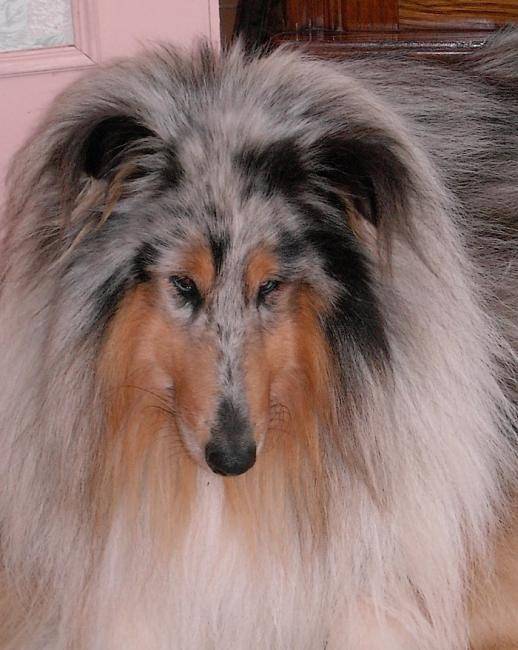 Photo de Colley : Twister blue de cabrenysset - Colley à Poil Long