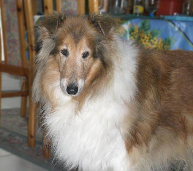 Jessica 14 ans - Colley à Poil Long (14 ans)