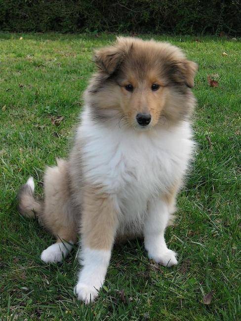 Photo Colley: Emie Gold Clos d'Amity Star 4 mois - Colley à Poil Long (4 mois)
