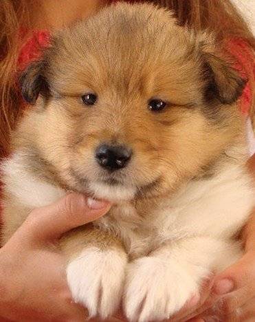 Eragon blond chiot colley - Colley à Poil Long