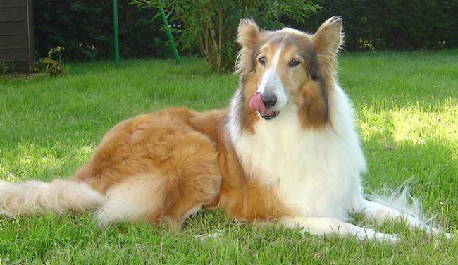 Belle chienne Colley de 13 ans : Namour - Colley à Poil Long (13 ans)