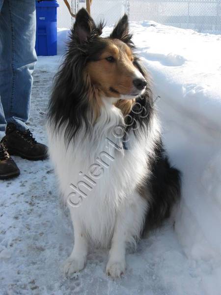 Max - Colley à Poil Long Mâle (3 ans)