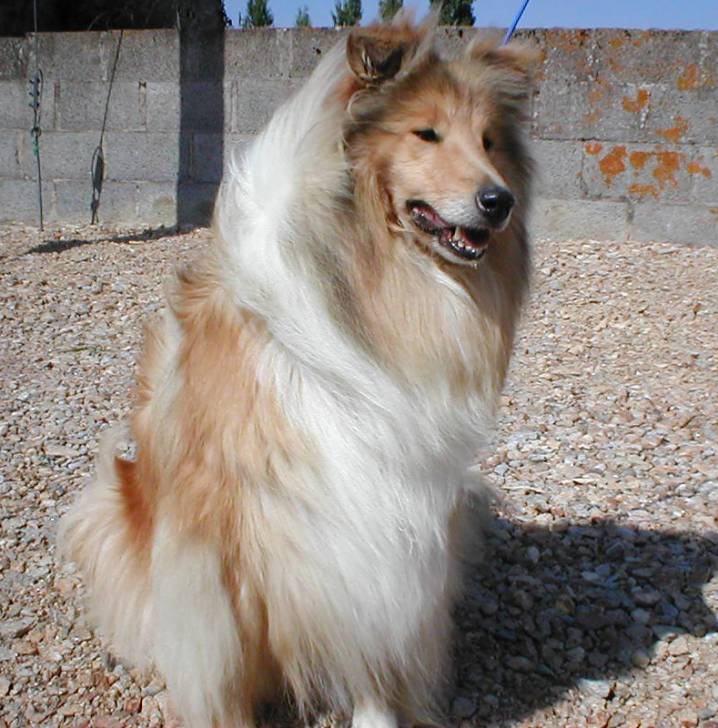 Romane B. of Rhapsody Land (6) - Colley à Poil Long (3 ans)