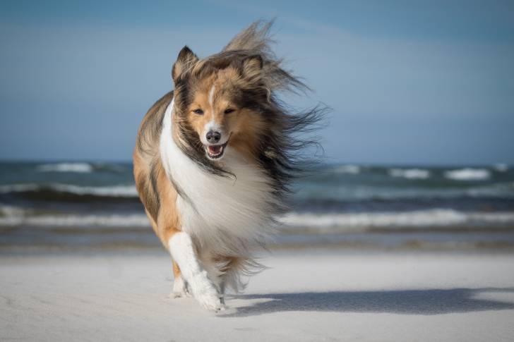 Un Colley dans le vent sur la plage