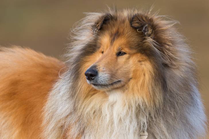 Grande peluche chien husky sibérien ANIMA gris blanc langue tirée v