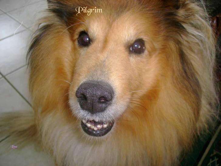 Pilgrim - Colley à Poil Long Mâle (9 ans)
