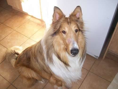 Julius - Colley à Poil Long Mâle (2 ans)