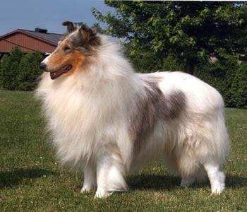 icy - Colley à Poil Long (13 ans)