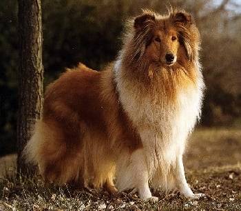 Lassie - Colley à Poil Long Mâle (12 ans)