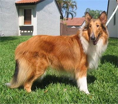 scar - Colley à Poil Long Mâle (5 ans)
