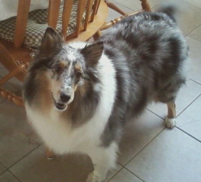 Roxie - Colley à Poil Long (7 ans)