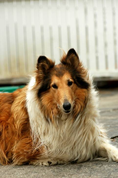 Lassie - Colley à Poil Long (13 ans)