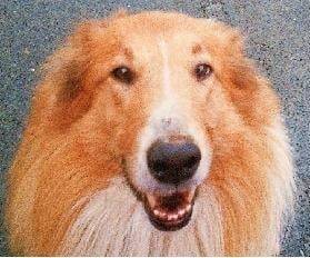Vito - Colley à Poil Long Mâle (8 ans)