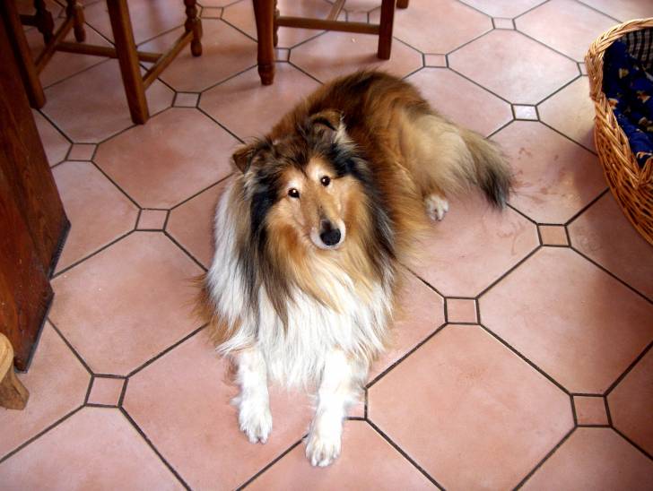 Marlou - Colley à Poil Long Mâle (10 ans)