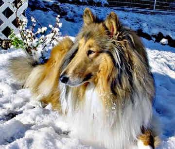 Boty - Colley à Poil Long Mâle (4 ans)
