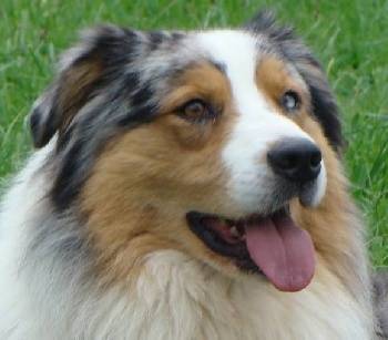 Igor - Colley à Poil Long Mâle (3 ans)