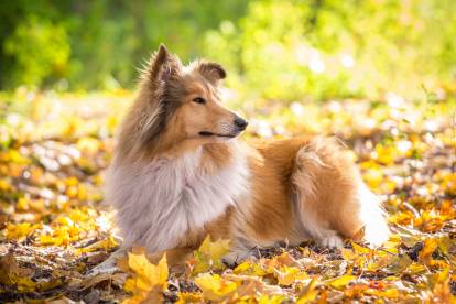 Un Colley allongé dans les feuilles d'automne